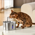 The FlowPaw™ - 2.2L Fountain VIP